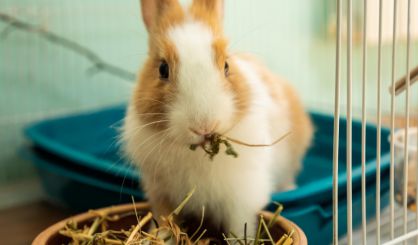 Charities announce strategy for rabbit welfare